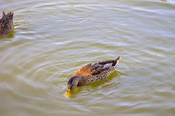 Ente Wild Tier Braun Grün See Stockente Natur Wasser — Stockfoto