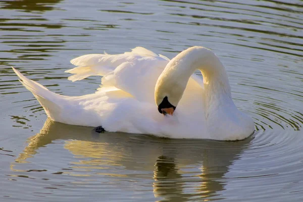 Biały Natura Łabędź Wody Ptak Naturalny Pomarańczowy Zwierzęta Piękne Pióro — Zdjęcie stockowe