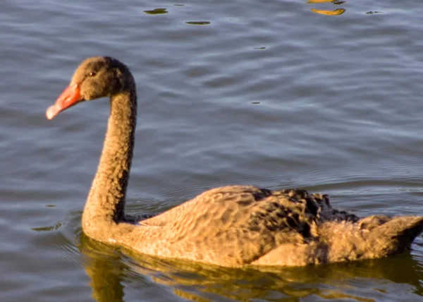 Biały Natura Łabędź Wody Ptak Naturalny Pomarańczowy Zwierzęta Piękne Pióro — Zdjęcie stockowe