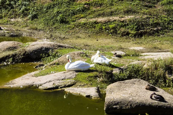 Milieu Europa Groen Landschap Natuur Niemand Buitenshuis Park Plant — Stockfoto