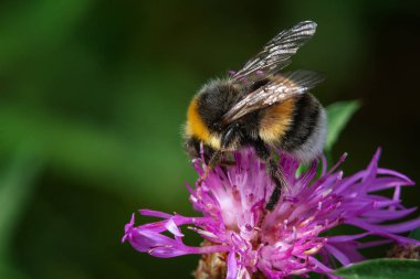 Çiçekteki yaban arısı