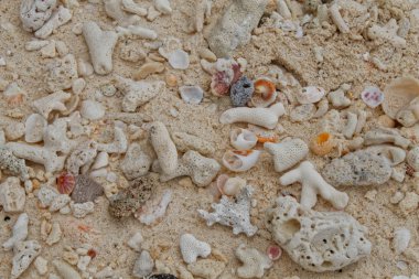 mercan ve deniz kabuklarını tropikal bir kumsalı üzerinde