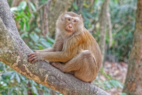 Erkek maymun bir ağaçta oturuyor
