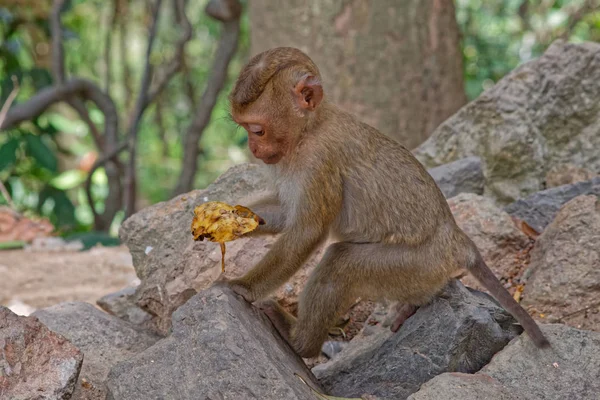 monkey with banana skin