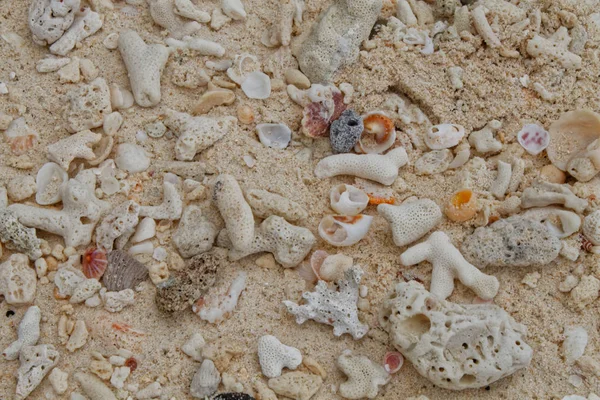 mercan ve deniz kabuklarını tropikal bir kumsalı üzerinde