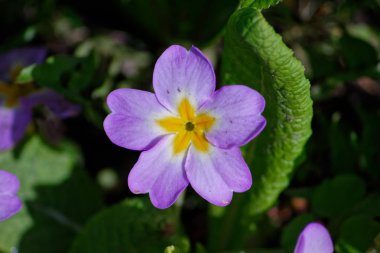 Lila çuha çiçeği bahçe çiçek