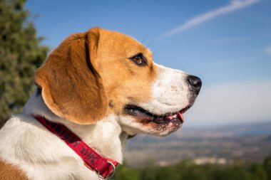Güzel köpek doğurmak Beagle portresi