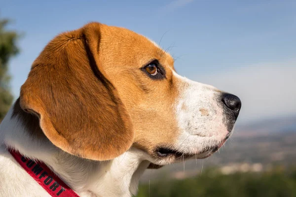 Porträt Eines Schönen Hunderasse Beagle — Stockfoto