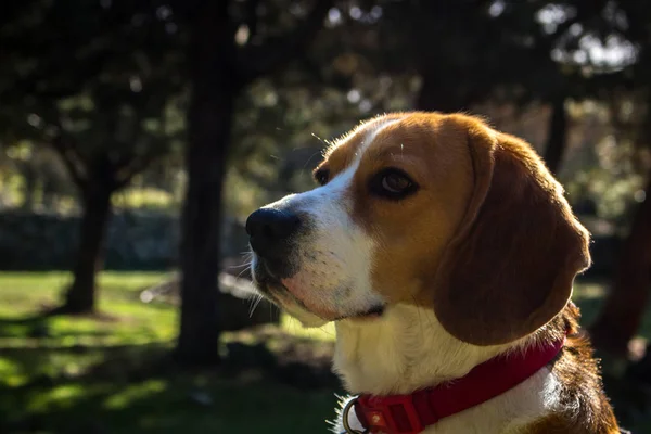 Retrato Raça Cão Agradável Beagle — Fotografia de Stock