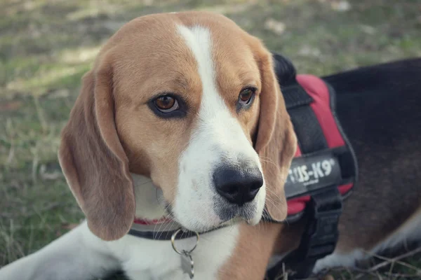 Porträtt Trevlig Hund Rasen Beagle — Stockfoto