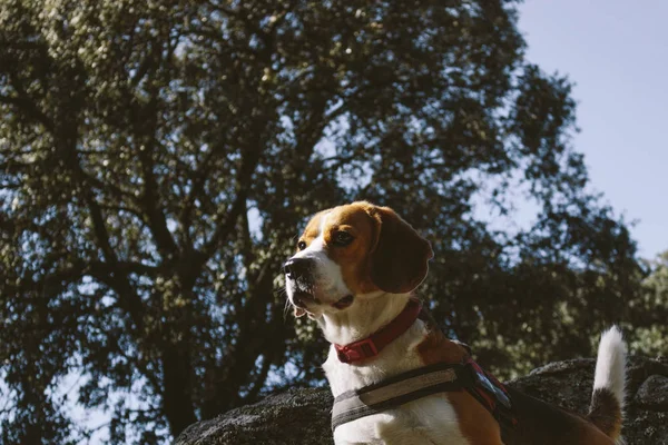Şehir dışında bir yürüyüş sırasında büyük bir kayaya tırmandım beagle köpek