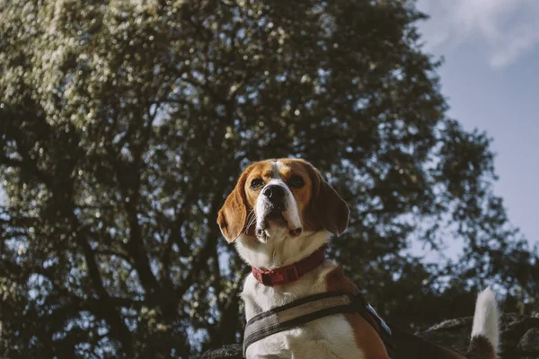 Cão Beagle Subiu Uma Grande Rocha Durante Uma Caminhada Campo — Fotografia de Stock