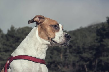 Güzel köpek ormanda bir yürüyüş zevk