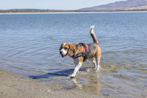 stock image Dog playing in the water of a lake during a sunny day