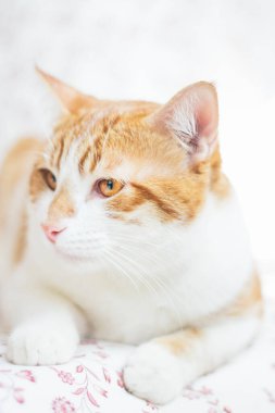 Genç sarı kedi, bir yatakta dinleniyor, ciddi görünüyor, sıcak ve aydınlık bir evde. Yaklaş, seçici odaklanma.