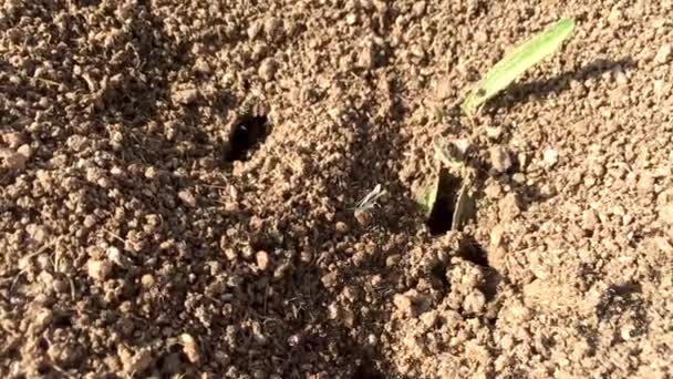 Κοντινό Πλάνο Κοινά Μυρμήγκια Στην Ισπανία Συλλέγουν Τροφή Έξω Από — Αρχείο Βίντεο
