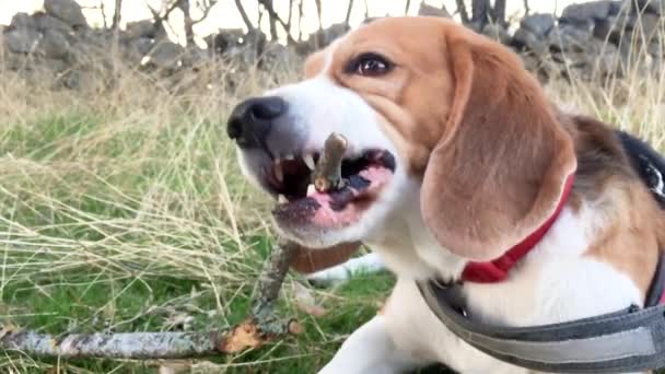 Молодая Собака Породы Beagle Трехцветная Кусающая Палку Лежа Время Прогулки — стоковое видео