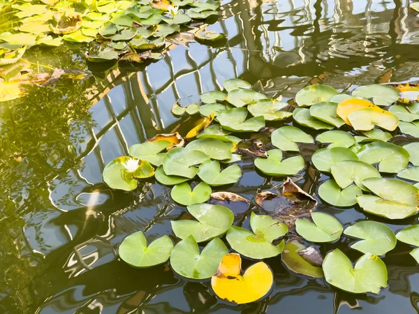 Yeşil nilüferlerle dolu bir göletin üzerinde tek bir beyaz çiçek yüzüyor. Bataklıklar. Zambak pedleri göletin her tarafına yayılmış, bazıları kenara daha yakın, bazıları ise daha içeri doğru.