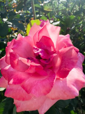 Çalıların arasında pembe gül, gül ve çalılar, çiçekler, bitkiler, kır evindeki bahçedeki çalılar. Yüksek kalite