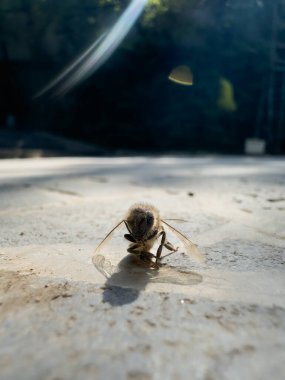 Asfaltta ölü eşek arısı, sokakta kurutulmuş eşek arısı. Yüksek kalite fotoğraf