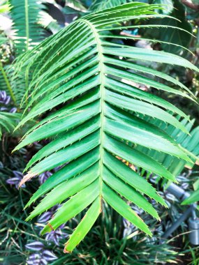 Yeşil yapraklar, çimenler, yeşil arka plan, bitkiler. Yüksek kalite