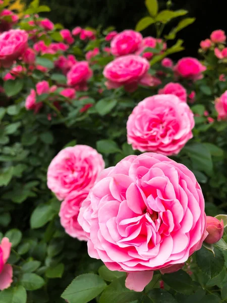 Pembe çiçekler. Çeşitli pembe çiçeklerle dolu güzel bir bahçe tam çiçekleniyor. Çiçekler bahçenin her yerine dağılmış, bazıları ön planda çiçek açmış ve diğerleri de arka planda.