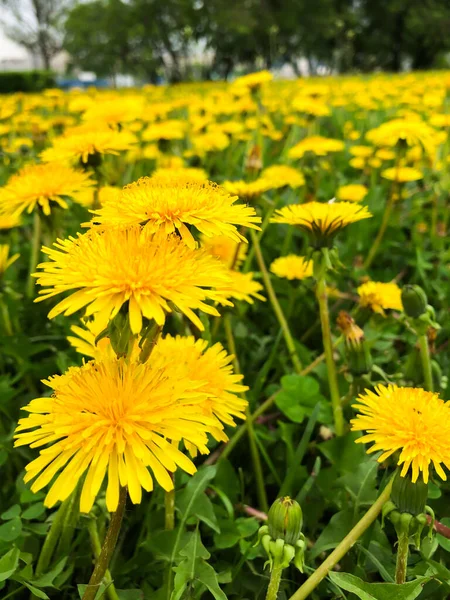 Sarı karahindiba tarlası, karahindiba, bahar ve çiçekler, reklam için yaz veya bahar, pankart için. Yüksek kalite