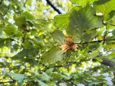 Ağaçta fındık, ağaçta fındık, fındık ağacı, fındık. Yüksek kalite