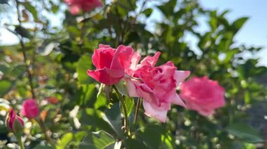 Çalıların arasında pembe gül, gül ve çalılar, çiçekler, bitkiler, kır evindeki bahçedeki çalılar. Yüksek 4k kalite