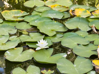 Yeşil nilüferlerle dolu bir göletin üzerinde tek bir beyaz çiçek yüzüyor. Bataklıklar. Zambak pedleri göletin her tarafına yayılmış, bazıları kenara daha yakın, bazıları ise daha içeri doğru.