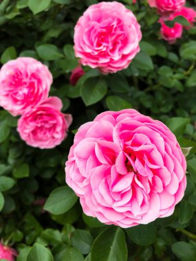 Pembe çiçekler. Çeşitli pembe çiçeklerle dolu güzel bir bahçe tam çiçekleniyor. Çiçekler bahçenin her yerine dağılmış, bazıları ön planda çiçek açmış ve diğerleri de arka planda.