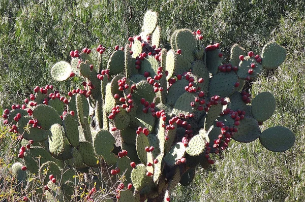 Mexikanska Kaktus Med Frukter — Stockfoto