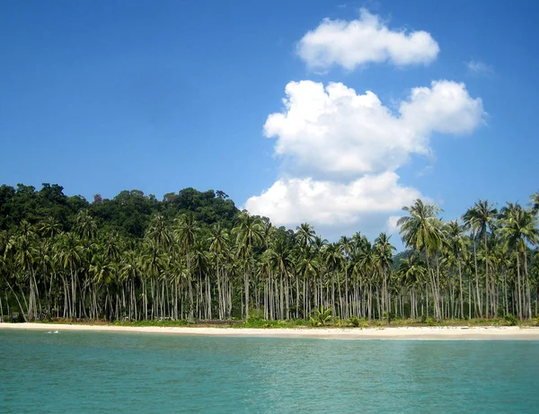 ヤシの木と澄んだ水の楽園の島 — ストック写真