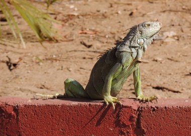           iguana yolun kenarında oturur