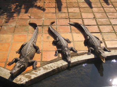 Üç timsahlar suya yakın yalan