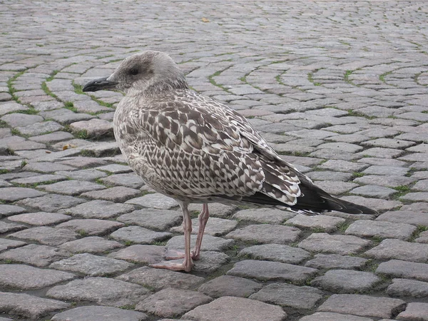 Gaivota Cinzenta Está — Fotografia de Stock