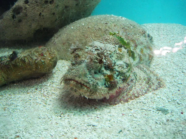 Pesce Pietra Primo Piano Sotto Acqua — Foto Stock