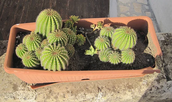 Stekelig Cactussen Groeien Potten — Stockfoto