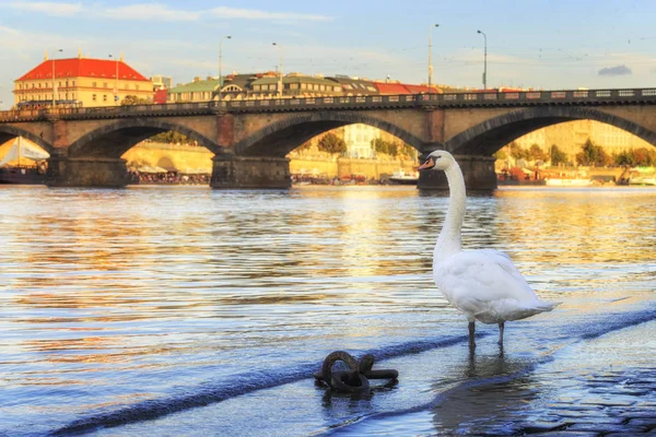 Vit Graciös Svan Står Sten Trottoaren Floden Moldau Prag — Stockfoto