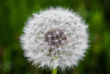 Açılan karahindiba yakın çekim 