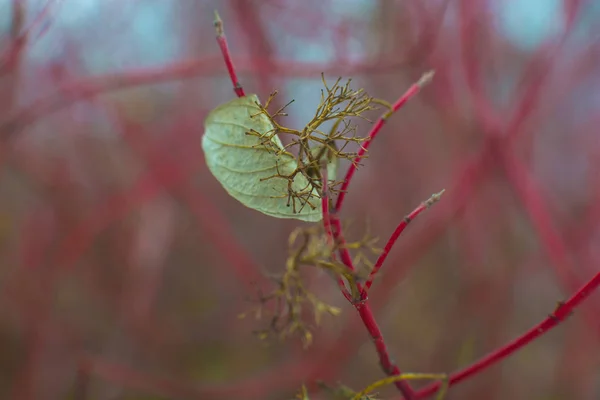 Galhos Vermelhos Com Bokeh Foco Seletivo — Fotografia de Stock