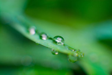 Bir bitki bokeh ve seçici odak ile bırakın