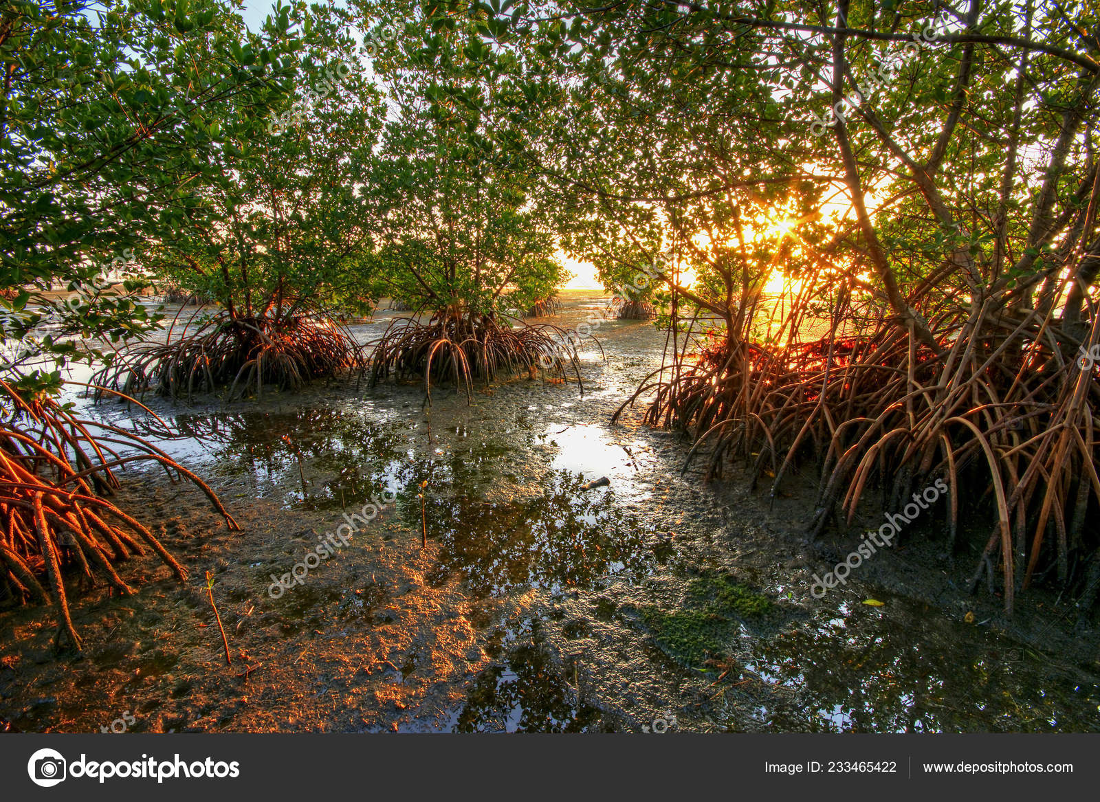 Are Dogs Allowed At Matheson Hammock Park