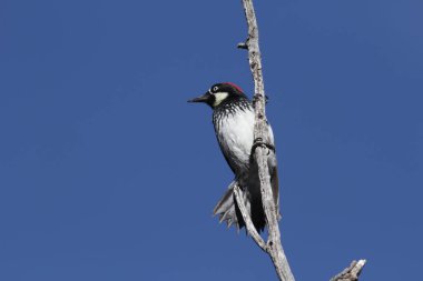 Madera Kanyon, Arizona çıplak bir şubesine tünemiş bir meşe palamudu ağaçkakan