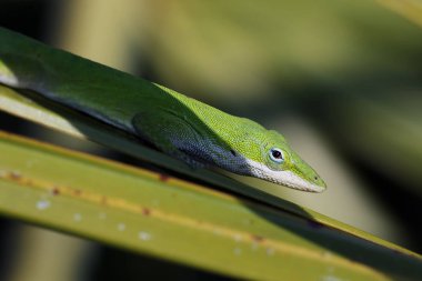 Bir Carolina Anole boğa Creek yaban hayatı yönetimi alanı, Florida, palmiye yaprak üzerinde