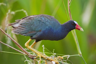 Bataklık bitki yeşil Cay sulak, Florida, mor moorhens yürür
