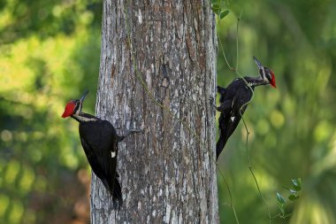 Jüpiter, Florida Riverbend Park'ta yemek için iki Pileated ağaçkakan arama