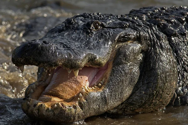 Gran Caimán Americano Gatorland Orlando Florida — Foto de Stock