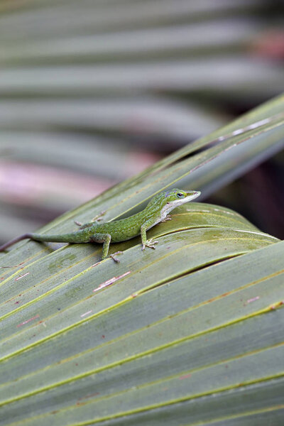Каролинский анол на пальмовой ветви в Национальном парке Эверглейдс, Флорида
