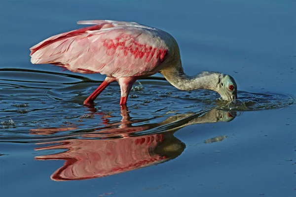 Une Cuillère Rose Nourrit Dans Étang Peu Profond Dans Parc — Photo